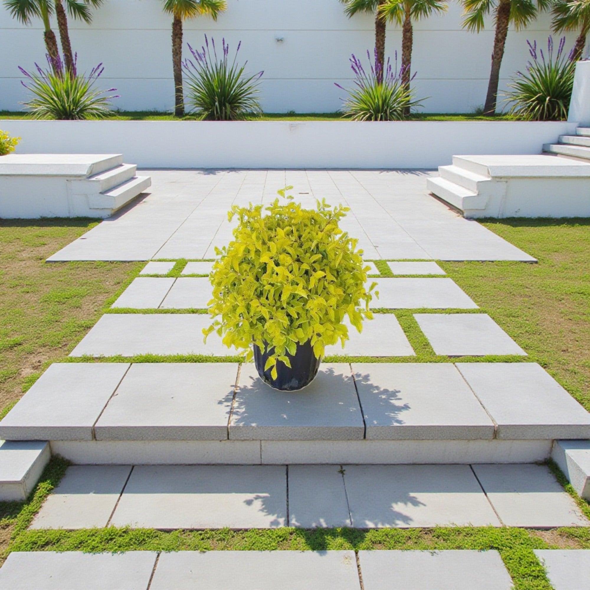 Golden Duranta